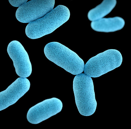 Read more about the article Bacteria and Their Most Probable Mumber (MPN)